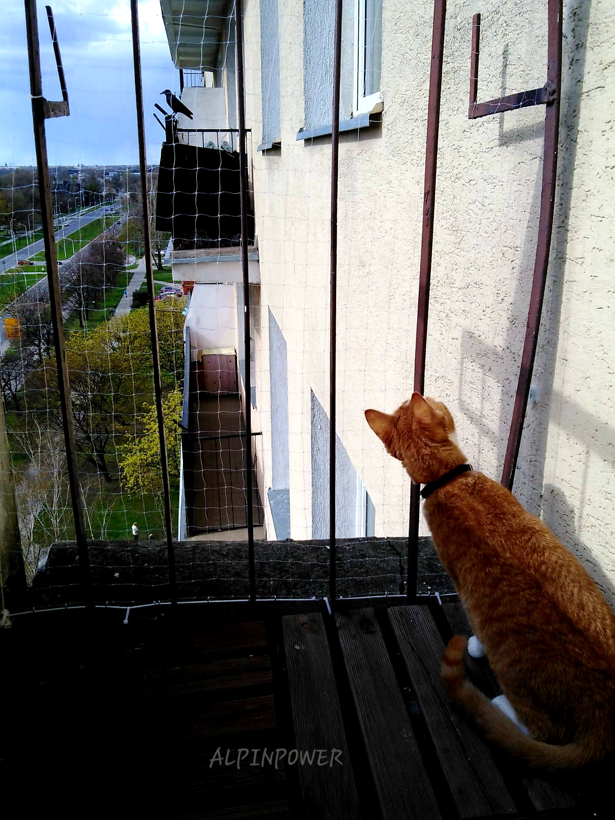 Montaż siatki na balkon dla kota