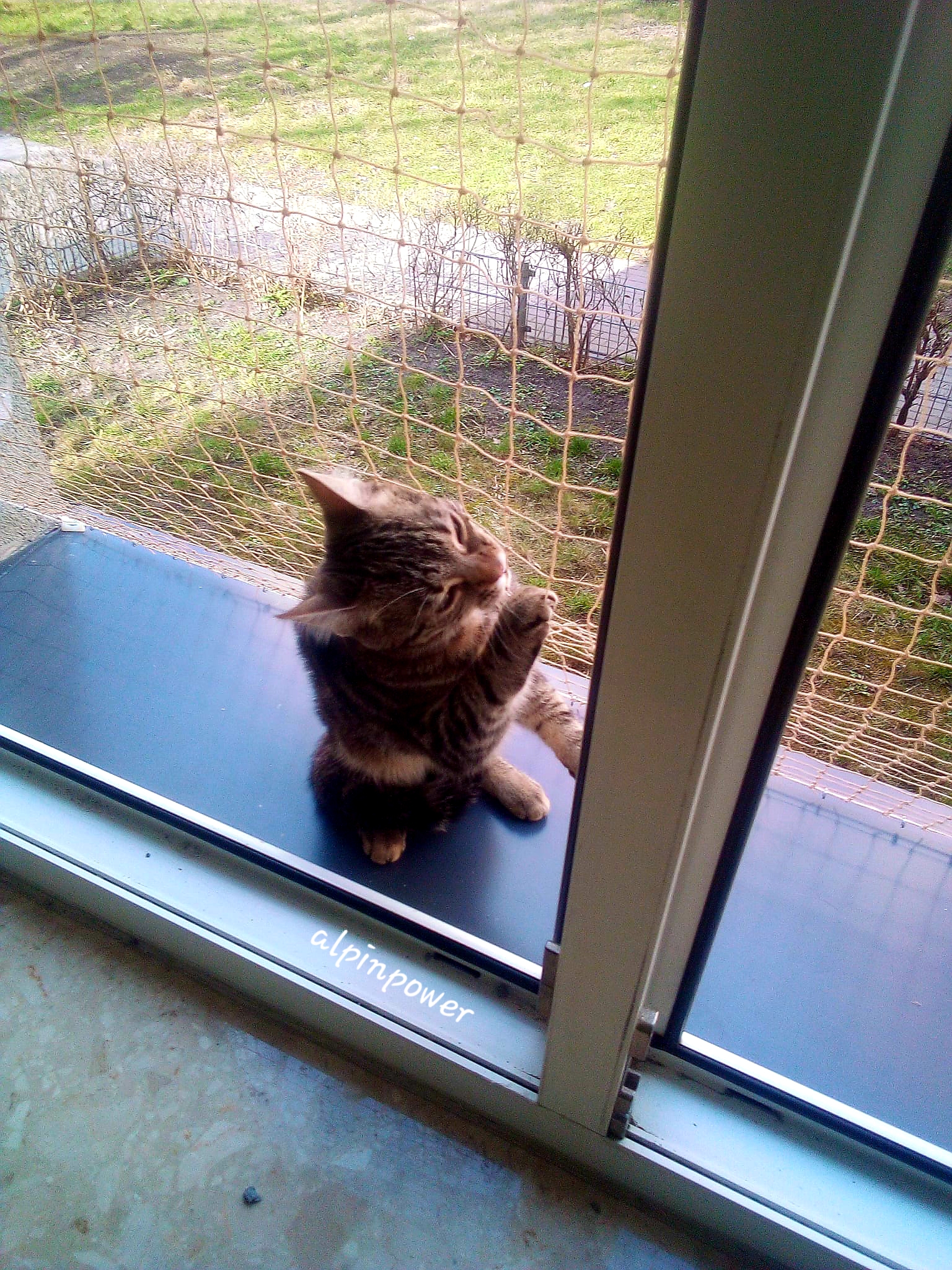 Montaż siatki dla kota na okno
